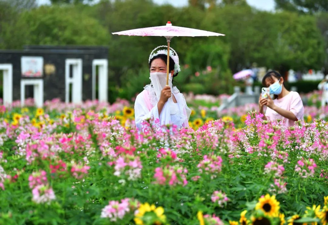 国庆迎来盛花期！去郁金香主题公园打卡天空之伞~